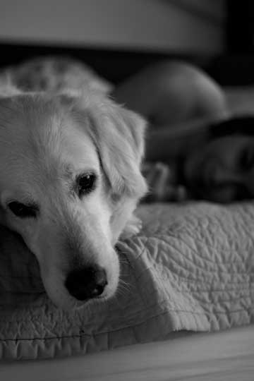 Rocco and Rina on the bed