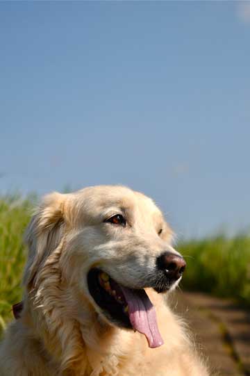 Rocco at Campuhan Ridge